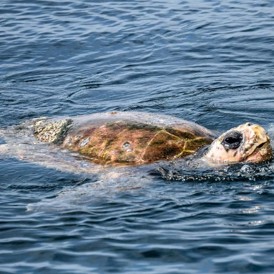 Byron Bay: Cruise with Dolphins Tour - Should you book the Byron Bay Dolphin Cruise?