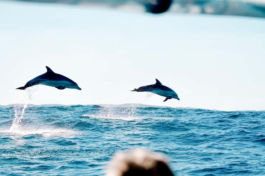 Byron Bay: Cruise with Dolphins Tour - What the marine biologist adds