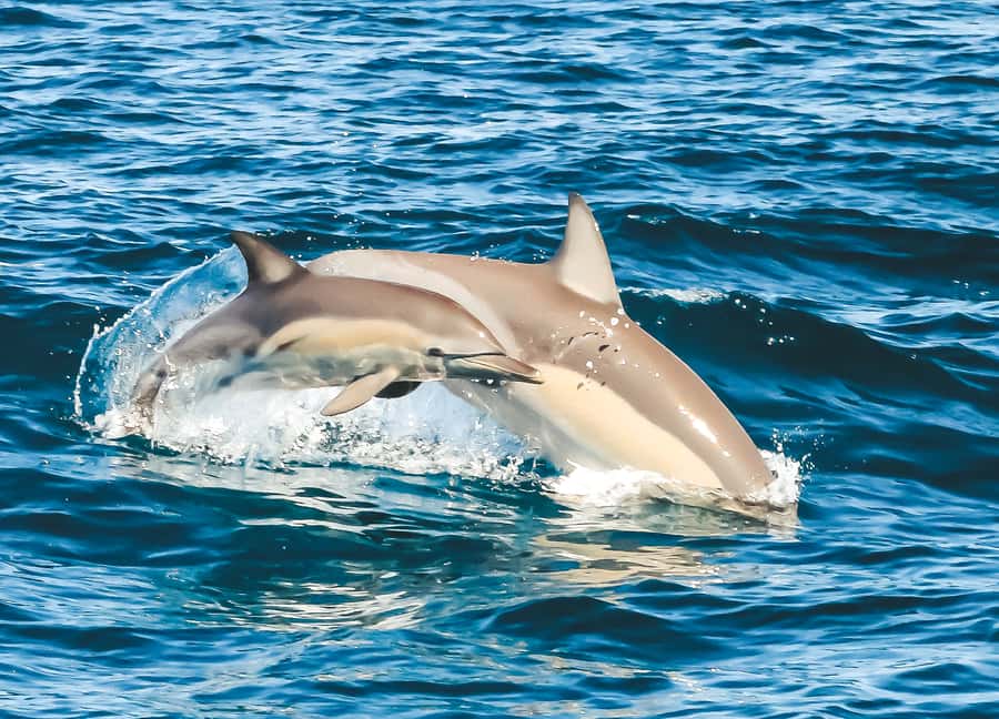 Byron Bay: Cruise with Dolphins Tour - Cliffs, beaches, islands, and wide sea views
