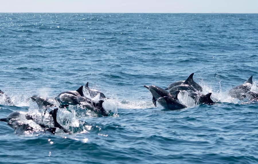 Byron Bay: Cruise with Dolphins Tour - Is $67 good value for 90 minutes?