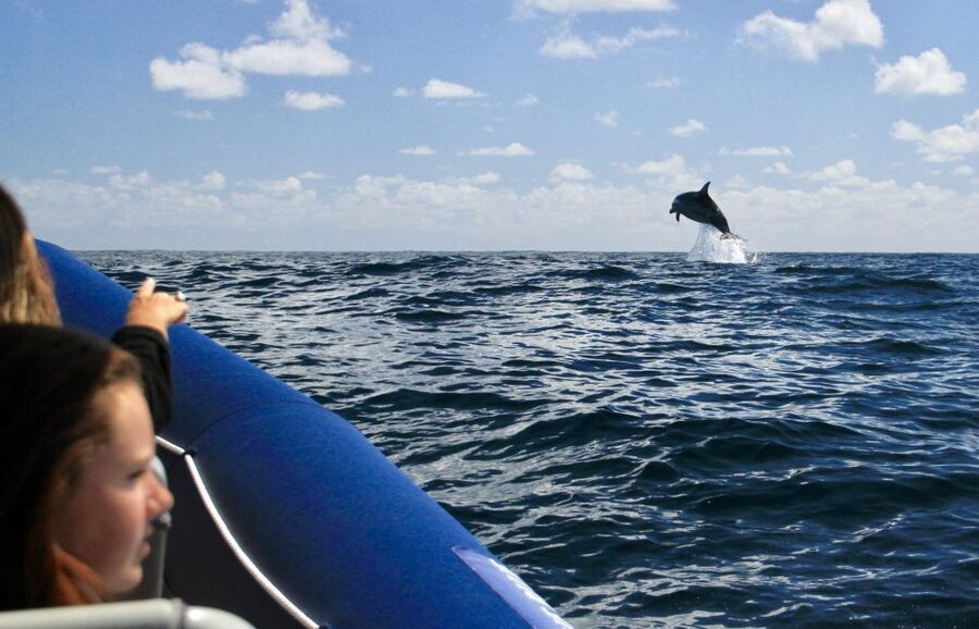 Byron Bay: Cruise with Dolphins Tour - Who will enjoy this cruise most?