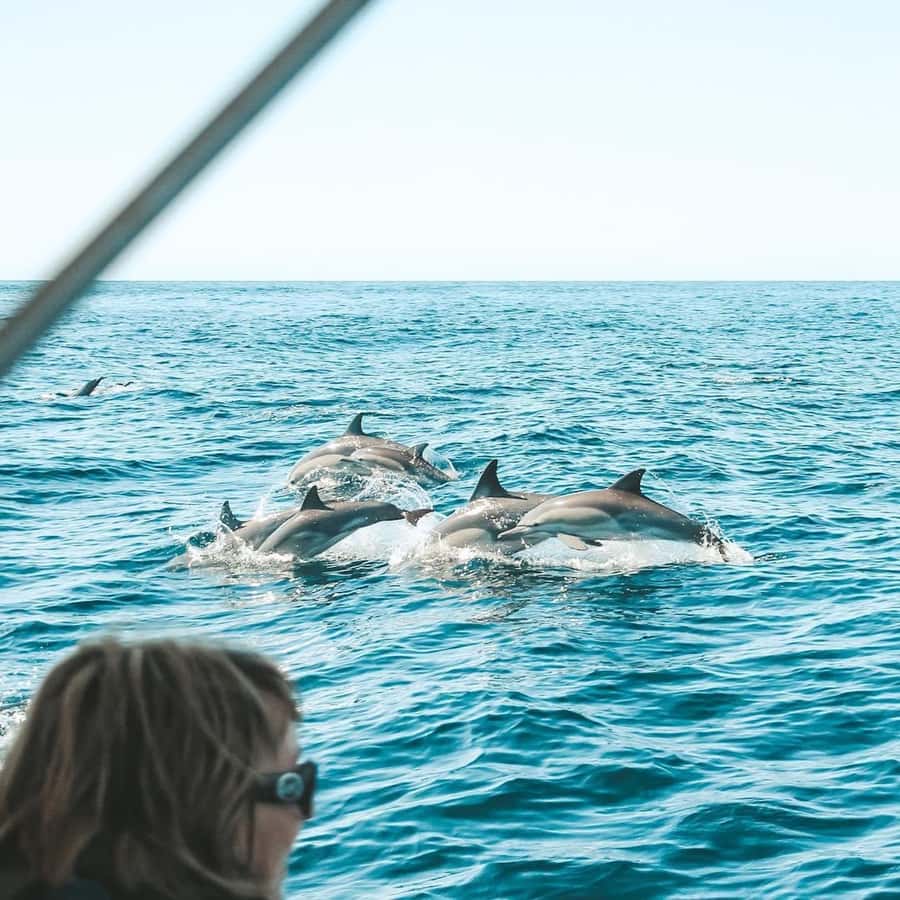 Byron Bay: Cruise with Dolphins Tour - Watching wild dolphins along the Ballina to Byron coast