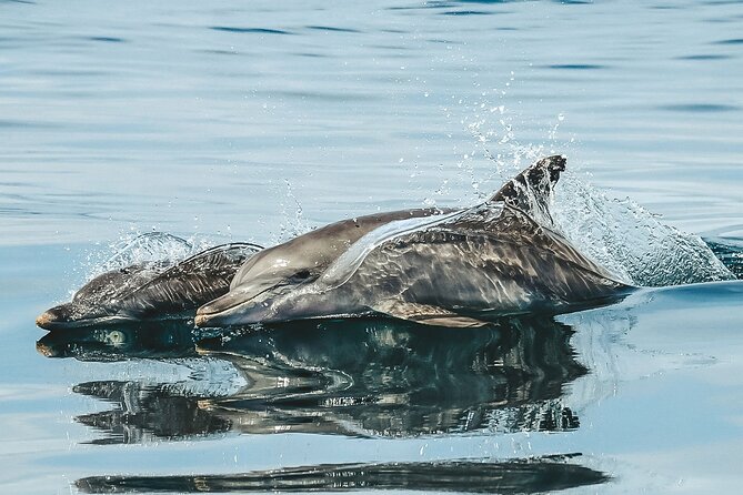 Byron Bay Dolphin Tour - Ocean Safari - What the included shuttle means for your morning