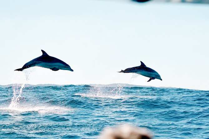 Byron Bay Dolphin Tour - Ocean Safari - Is $68.14 per person good value?