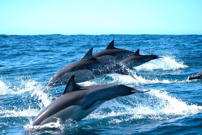 Byron Bay Dolphin Tour - Ocean Safari - Watching dolphins without turning the trip into a zoo