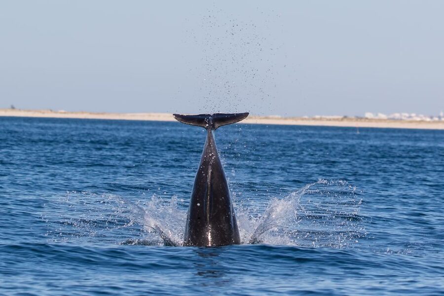 Cabanas de Tavira: Dolphin Watching Boat Tour - Setting out from Cabanas de Tavira