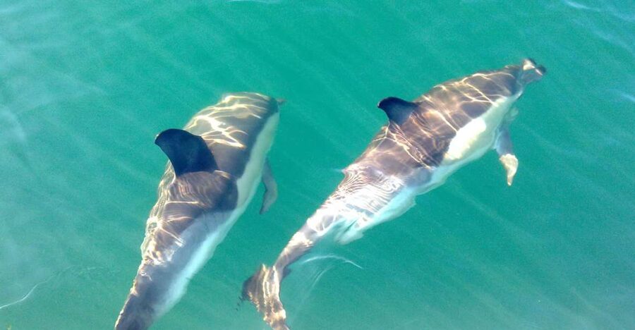 Cabanas de Tavira: Dolphin Watching Boat Tour - Searching the Atlantic for dolphins