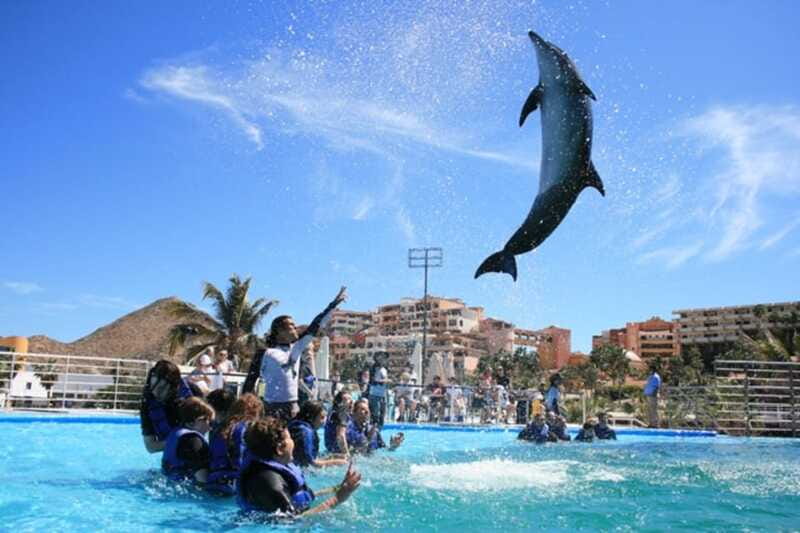 Cabo San Lucas: Dolphin Swim Class with Marine Specialist - Why the small-group format matters