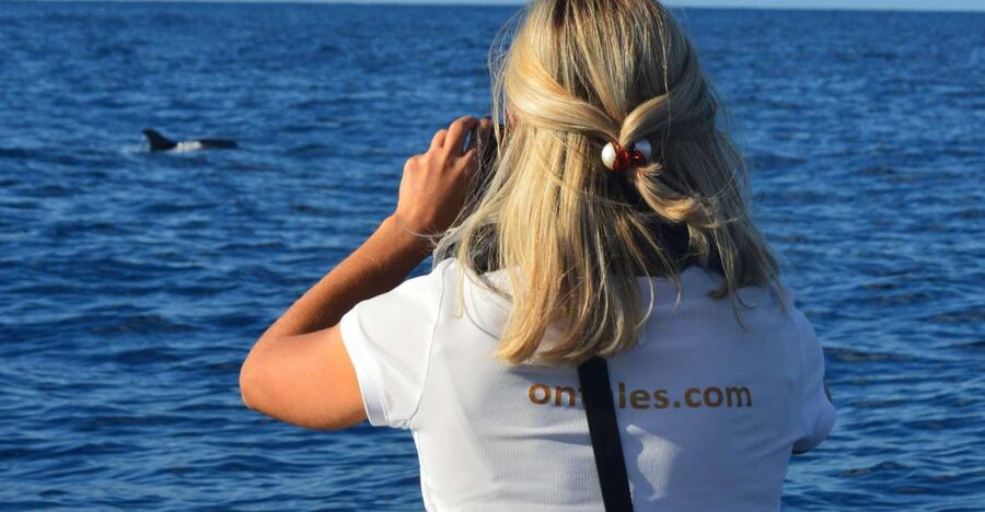 Calheta: Whale & dolphin watching small groups designer tour - A Private Boat on Madeira’s West Coast