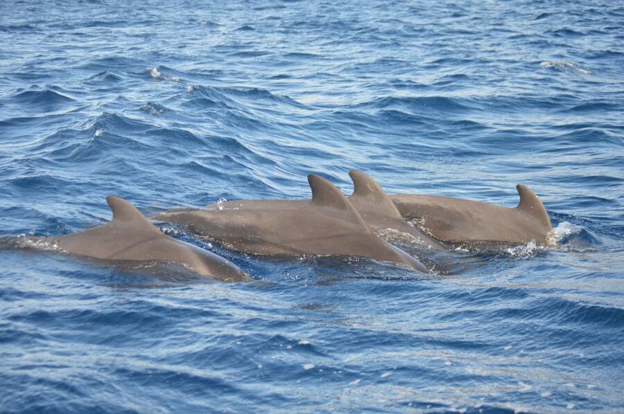 Calheta: Whale & dolphin watching small groups designer tour - What the Coastal Views Add