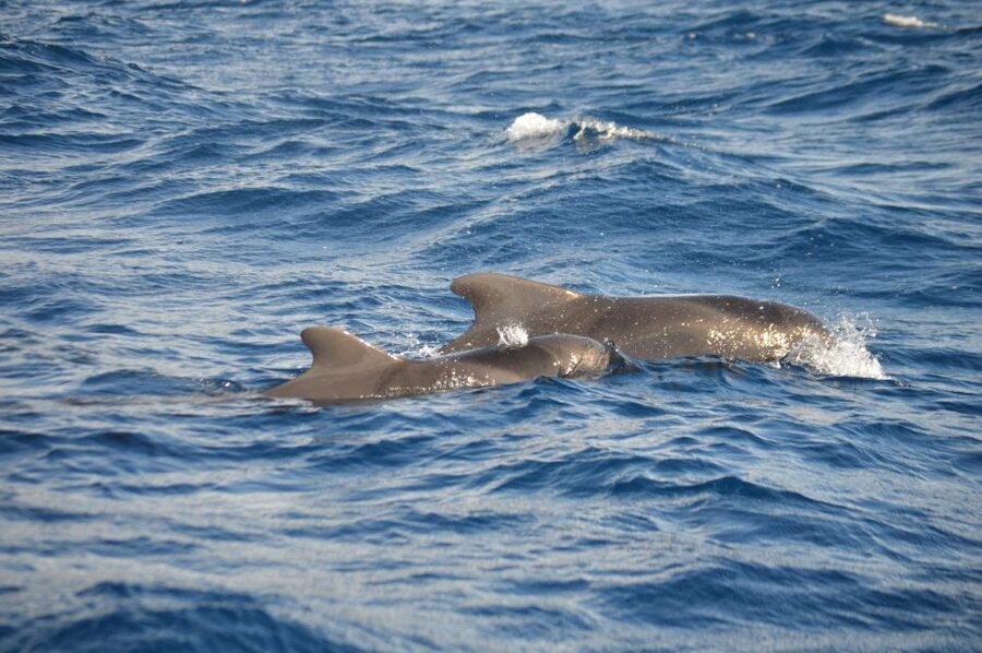 Calheta: Whale & dolphin watching small groups designer tour - Should You Book the Calheta Whale Watching Tour?