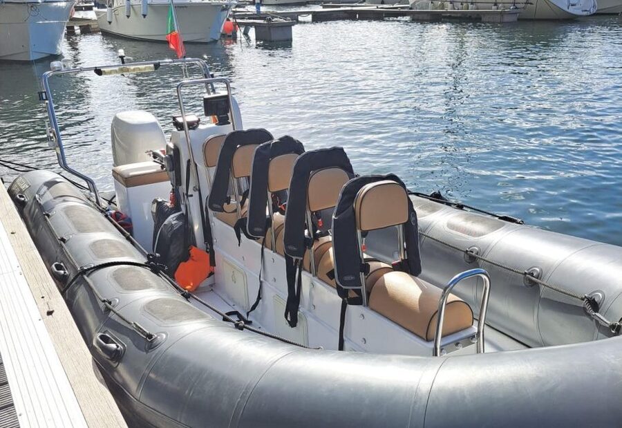 Calheta: Whale & dolphin watching small groups designer tour - Whale and Dolphin Watching in Open Water