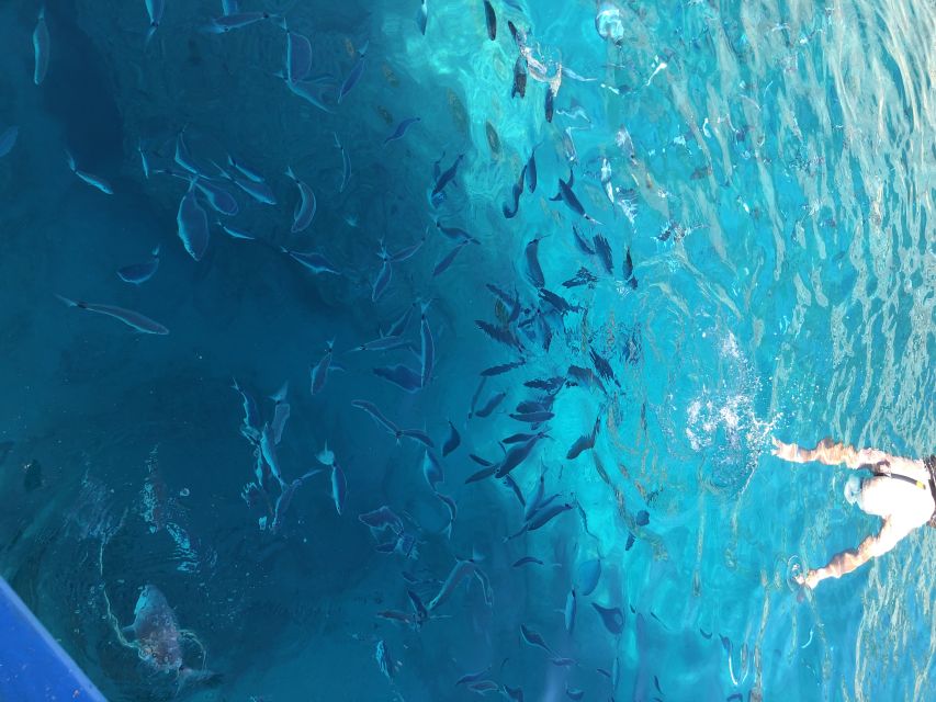 Can Picafort: Dolphin Watching Boat Tour, Swimming stop - Key points at a glance