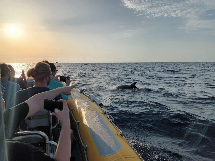 Can Picafort: Dolphin Watching Boat Tour, Swimming stop - What the fast boat feels like in real conditions