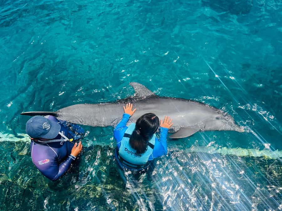 CANCUN: Dolphin Swim Adventure with buffet and soft drinks - The real price: $109 before extras