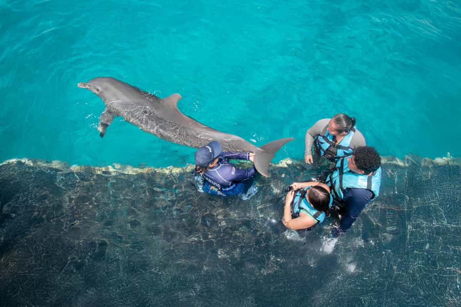 Cancun: Dolphin Swim and Garrafon Reef Park Tour with Buffet - Who will enjoy this nine-hour outing