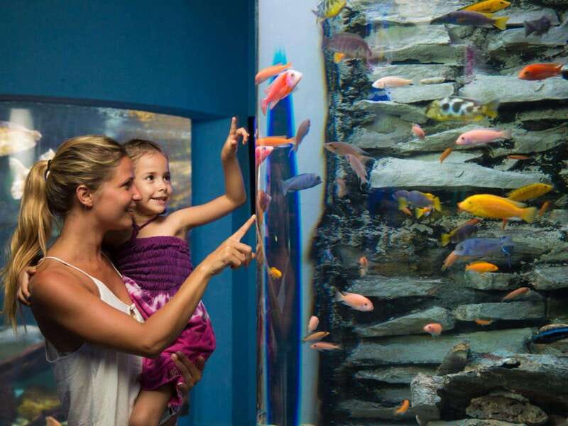 Cancún Interactive Aquarium Admission + Dolphin Presentation - The axolotl exhibit and iPad zone