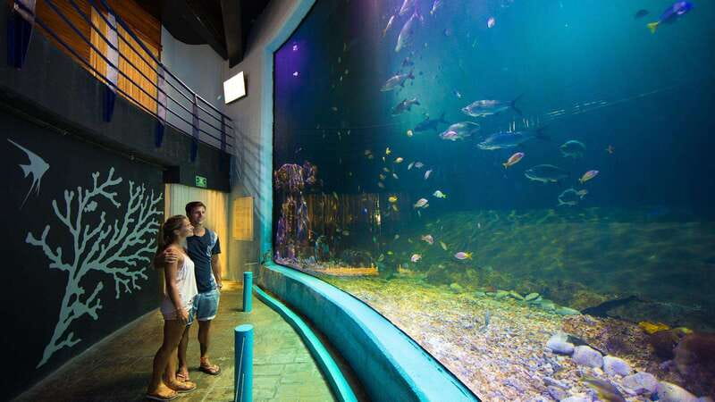 Cancún Interactive Aquarium Admission + Dolphin Presentation - The fish tanks: 1,195 specimens to see