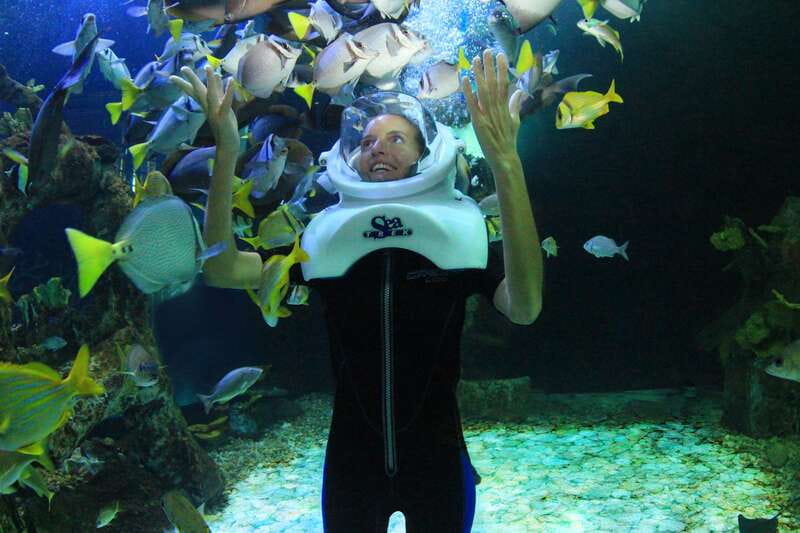 Cancun: Interactive Aquarium - Swim with dolphins Premium - What the aquarium admission adds