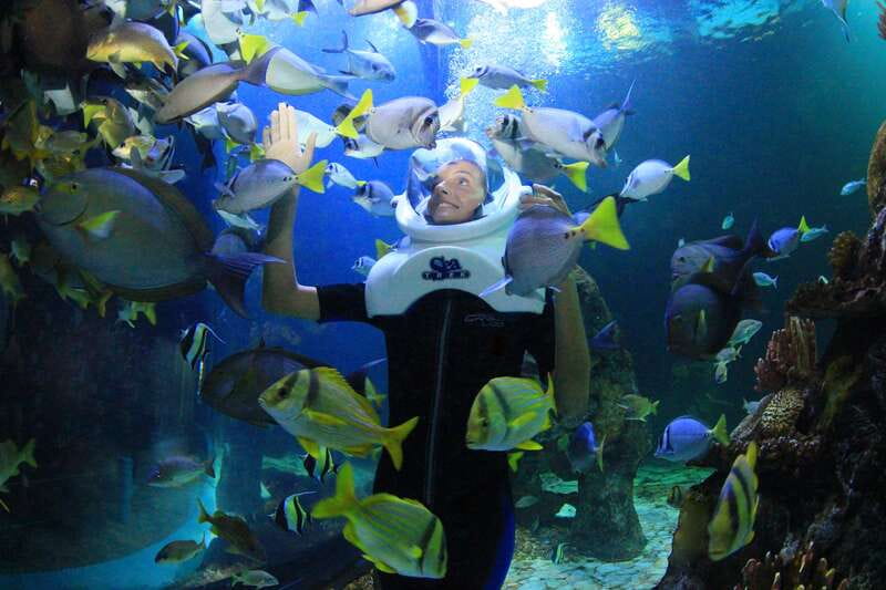 Cancun: Interactive Aquarium - Swim with dolphins Premium - The price is high, so count the extras