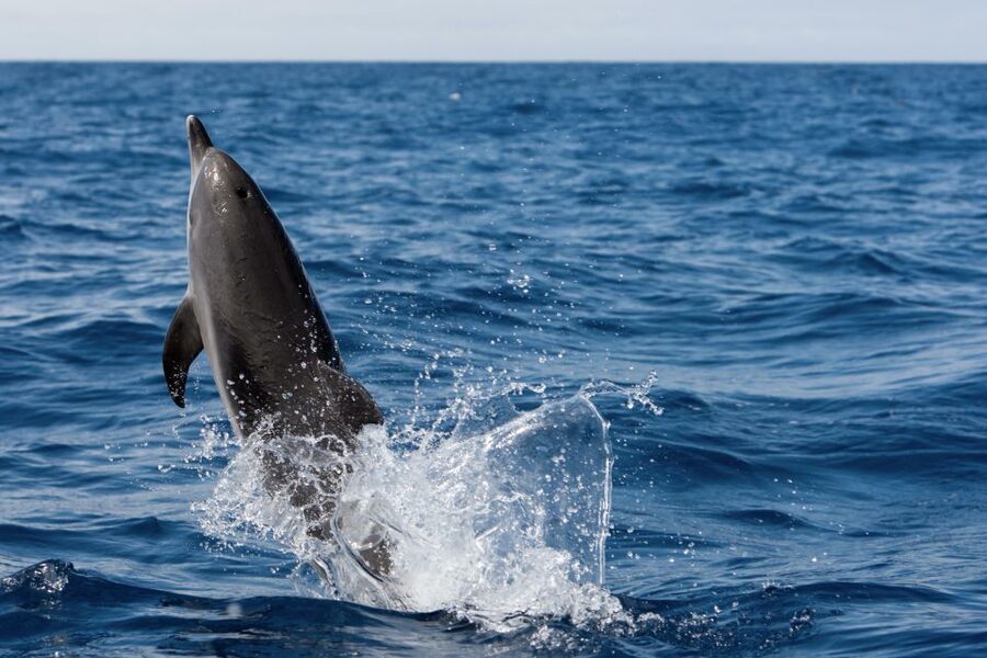 Cape May: 2-Hour Dolphin Watching Cruise - Searching for dolphins in the Atlantic