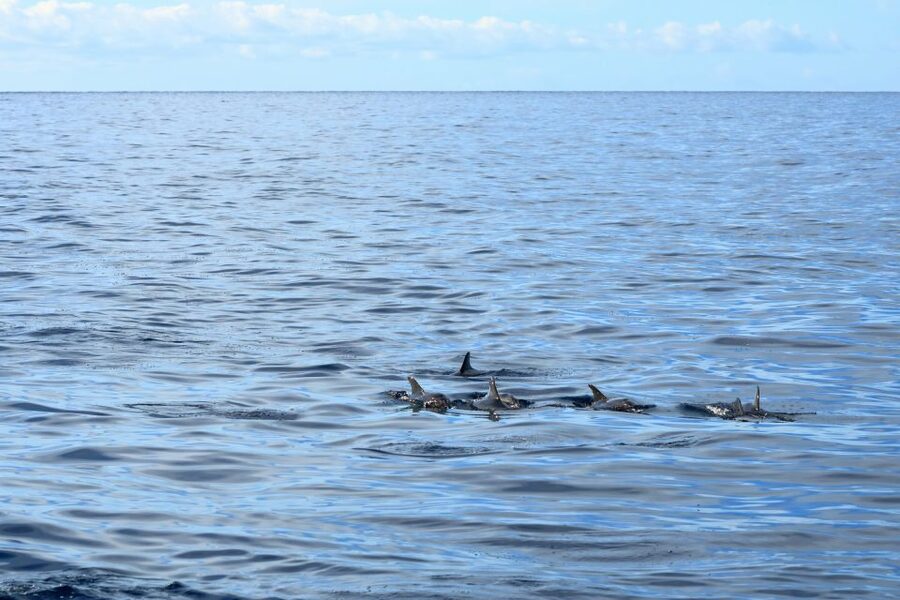 Cape May: 2-Hour Dolphin Watching Cruise - Finding the best place to sit