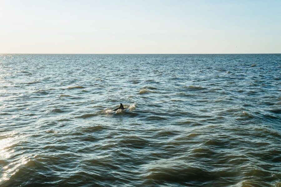 Cape May: Cape May Island Sunset Cruise & Dolphin Watching - Following the canal toward Cape May’s shore