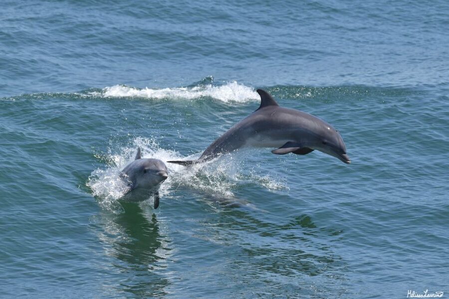 Cape May: Dolphin and Bird Watching Cruise - Key points to know before you book