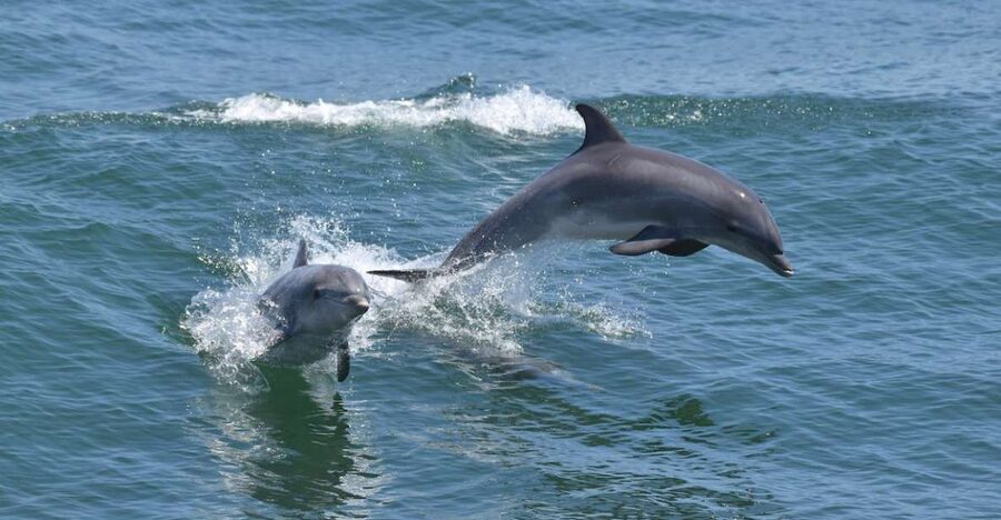 Cape May: Dolphin and Bird Watching Cruise - Starting with coffee at Cape May Whale Watch