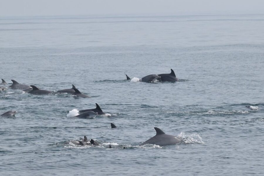 Cape May: Dolphin and Bird Watching Cruise - A moving view of Cape May’s Victorian shore
