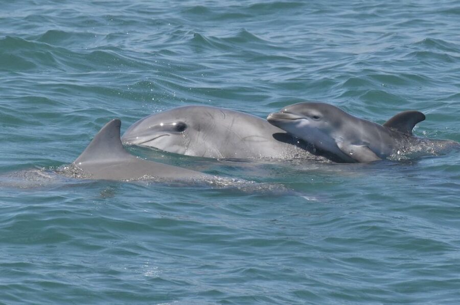 Cape May: Dolphin and Bird Watching Cruise - Who will enjoy this two-hour cruise most?