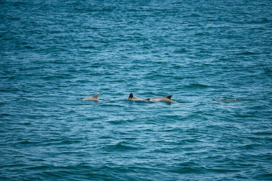 Cape May: Jersey Shore Whale and Dolphin Watching Cruise - What the wildlife search is really like