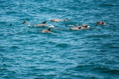 Cape May: Jersey Shore Whale and Dolphin Watching Cruise