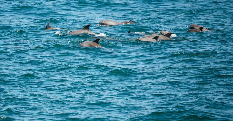 Cape May: Jersey Shore Whale and Dolphin Watching Cruise - Is $55 a fair price for three hours?