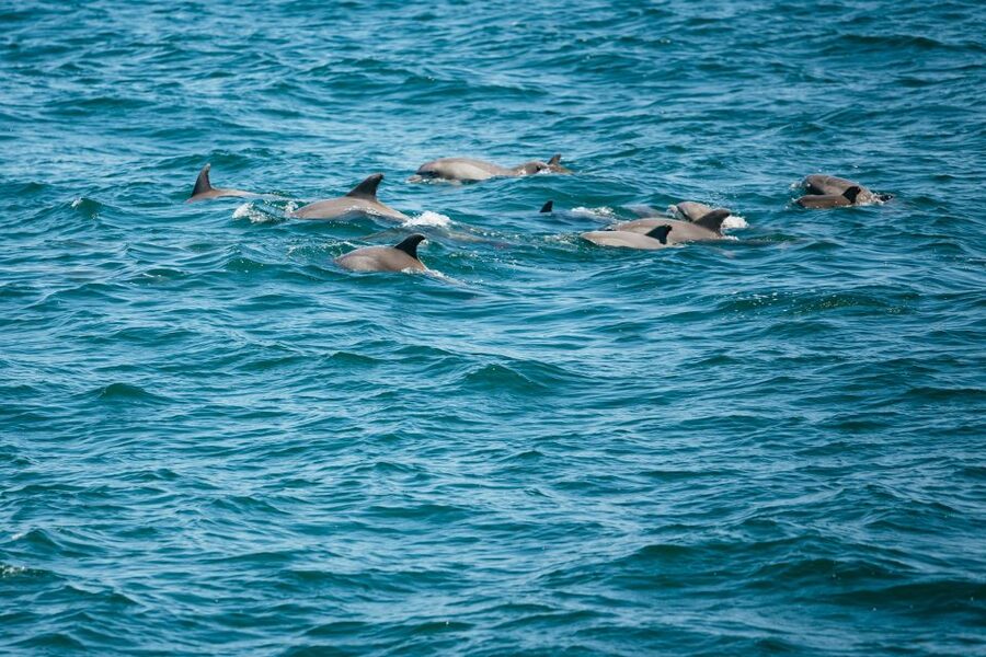 Cape May: Jersey Shore Whale and Dolphin Watching Cruise - Through Delaware Bay toward the Atlantic