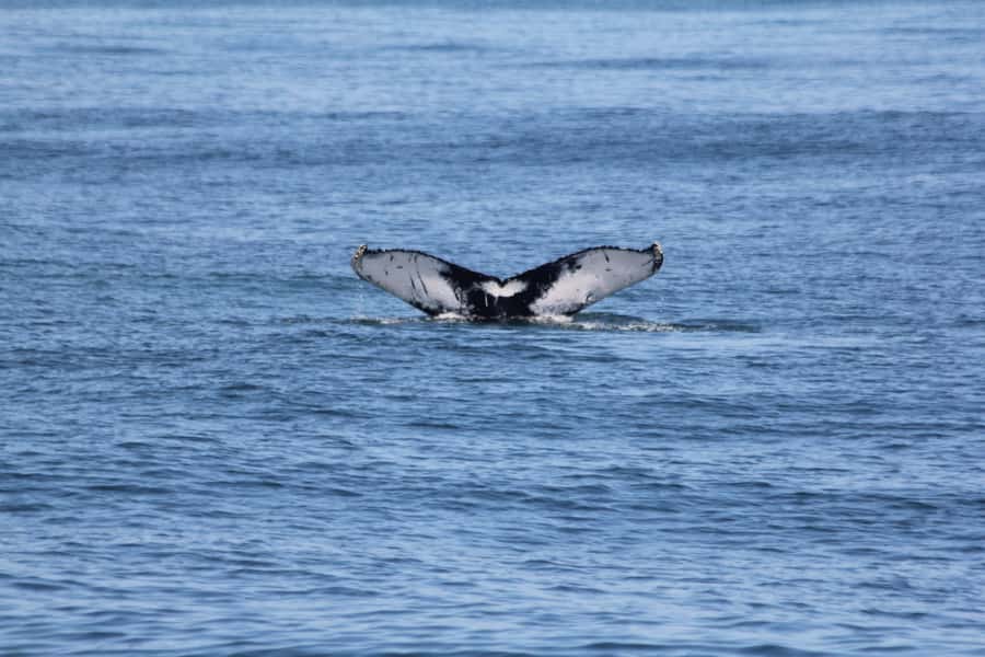 Cape May: Scenic Whale and Dolphin Watching Cruise - Key points to know before you sail