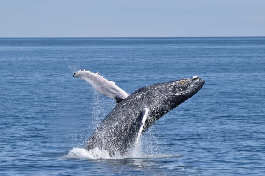 Cape May: Scenic Whale and Dolphin Watching Cruise - Cape May’s shore is your first wildlife lookout