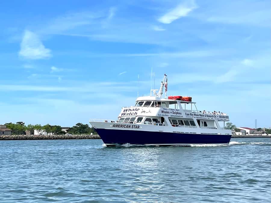 Cape May: Scenic Whale and Dolphin Watching Cruise - What you may see beyond the dolphins