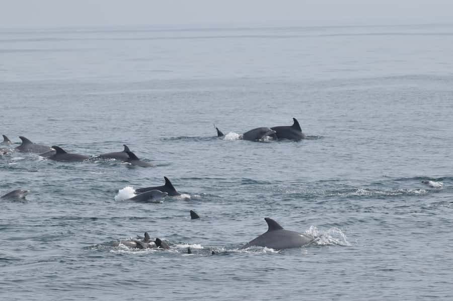 Cape May: Scenic Whale and Dolphin Watching Cruise - Is $50 a fair price for three hours?