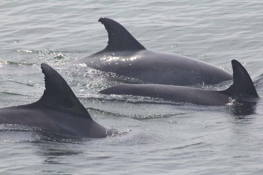 Cape May: Scenic Whale and Dolphin Watching Cruise - Three hours between the Atlantic and Delaware Bay