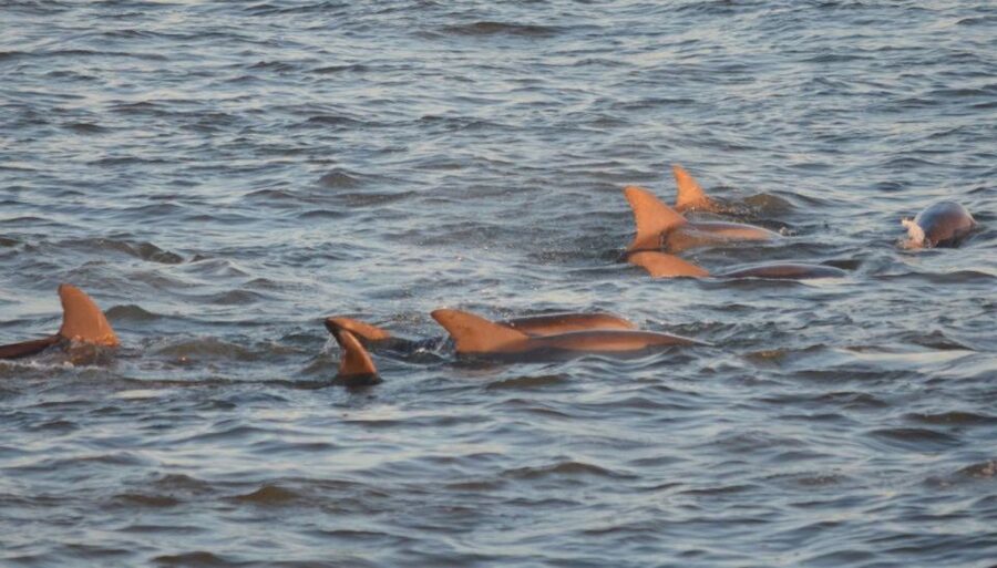 Cape May: Sunset Dolphin Cruise with Optional Wine Tastings - Key points to know before you book
