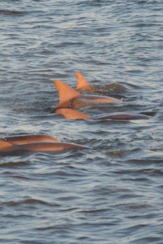 Cape May: Sunset Dolphin Cruise with Optional Wine Tastings - Is the Cape May sunset cruise worth booking?