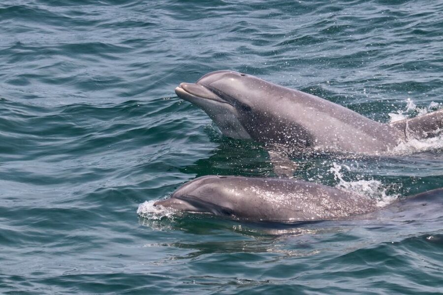 Cape May: Sunset Dolphin Watching Cruise with Food - Looking for Atlantic bottlenose dolphins