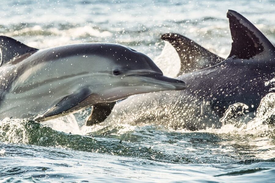 Cape May: Weekend Whale and Dolphin Watching Cruise - Should you book the Cape May whale and dolphin cruise?