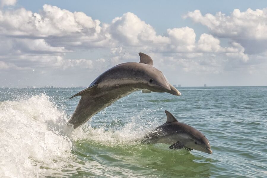 Cape May: Weekend Whale and Dolphin Watching Cruise - What the morning breakfast really includes