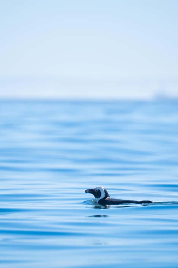 Cape Town: Dolphin & Ocean Wildlife Kayaking Adventure ⚓️ - The views are more than a backdrop