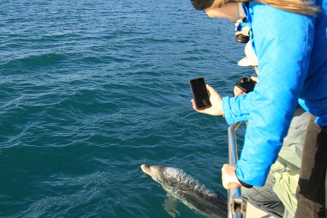 Captain Cook and Dolphin Cruise - Watching for dolphins, fur seals, and rare birds