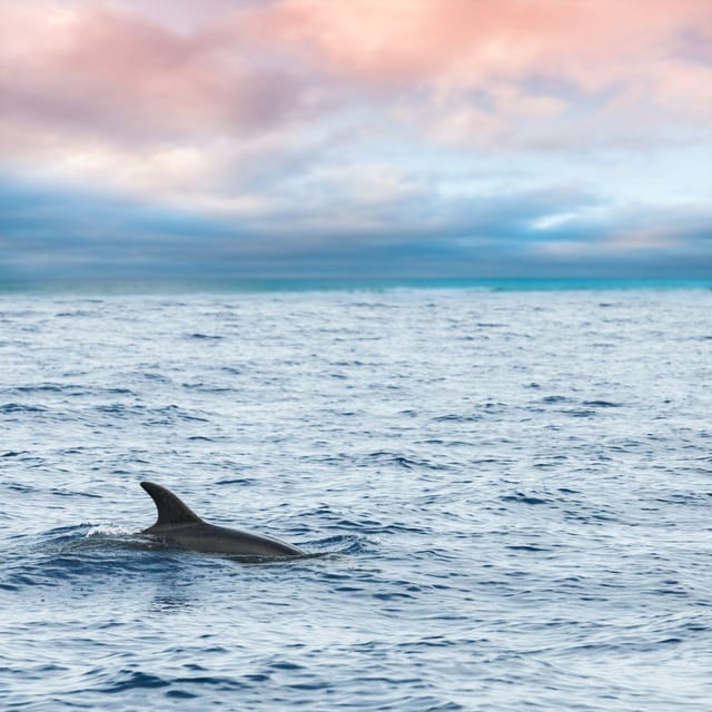 Captain's Choice: Dolphin Watch Sunset Sail - Why this Key West sail works so well