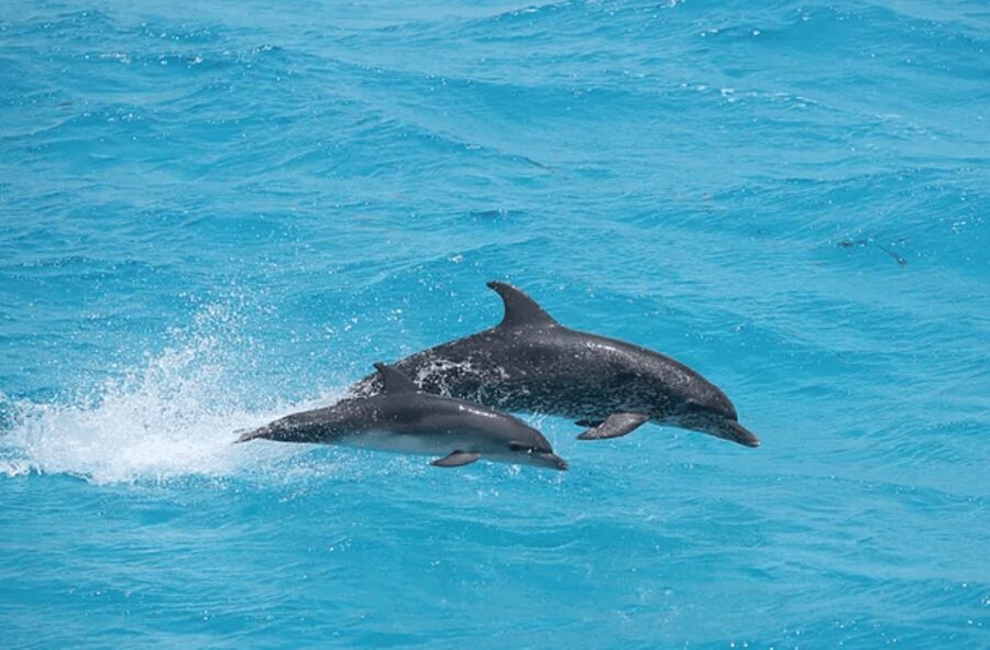 Captain's Choice: Dolphin Watch Sunset Sail - What you actually eat and drink