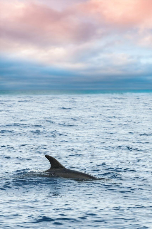 Captain's Choice: Dolphin Watch Sunset Sail - What can go wrong